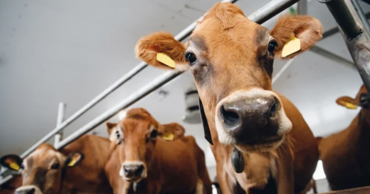 New Zealand scientists welcome overseas funding for livestock methane vaccine
